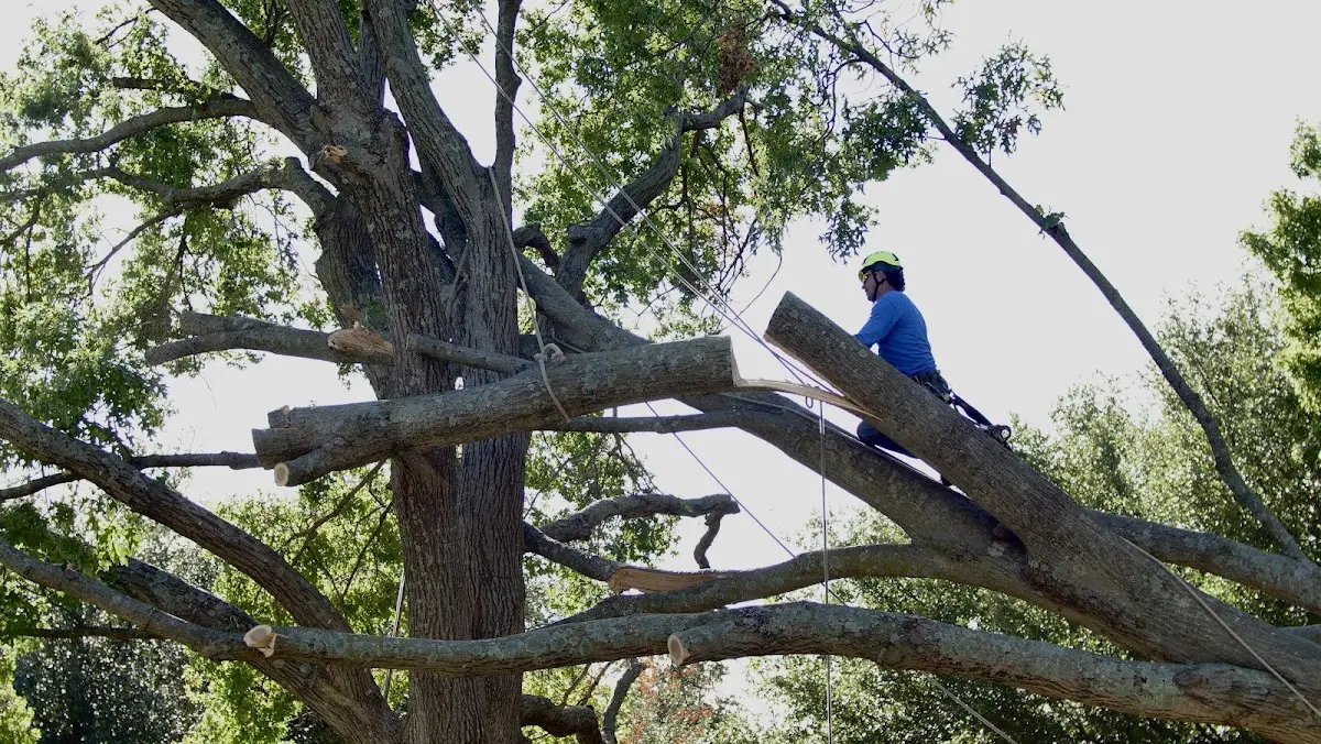 Professional Crown Thinning performed by certified arborists in Roxbury