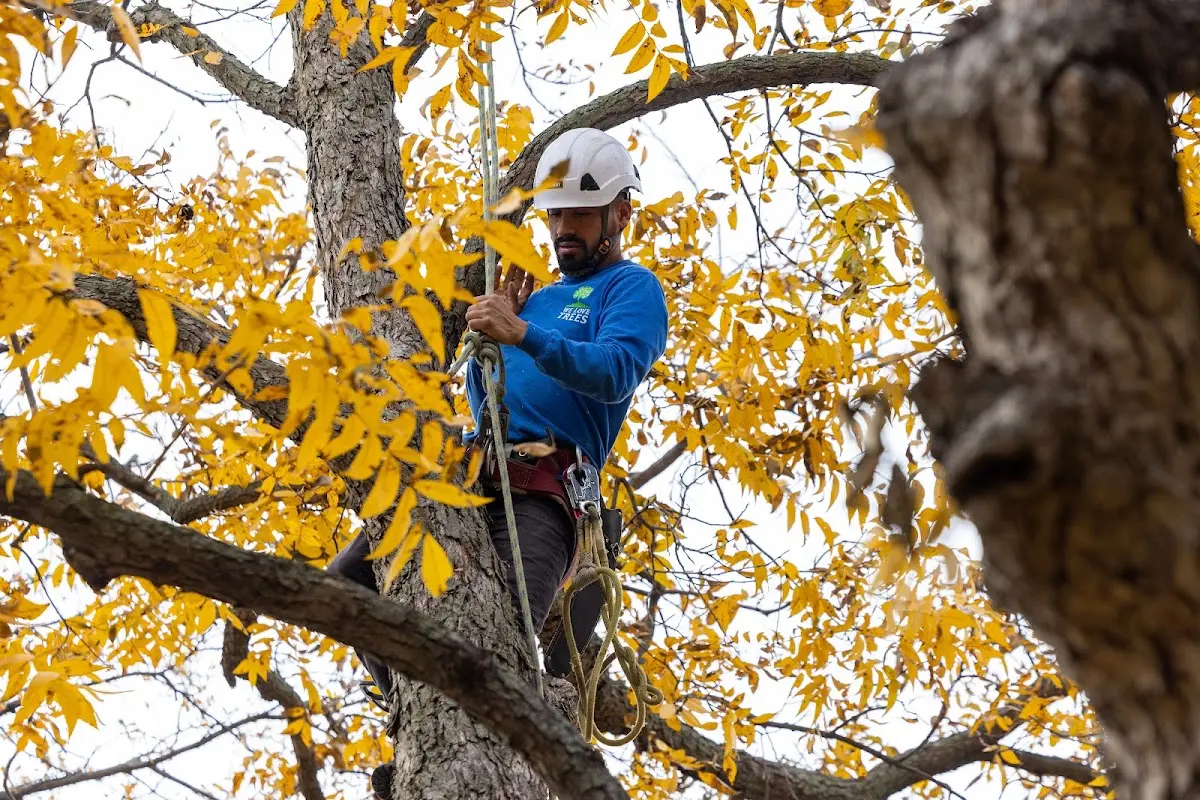 Skilled Storm Damage Cleanup crew working in Roxbury
